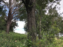 Acacia fasciculifera