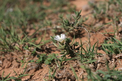 Trichodiadema orientale