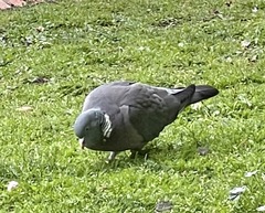 Columba palumbus