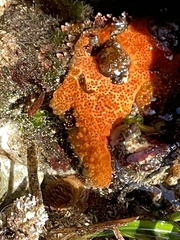 Distaplia
