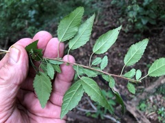 Acalypha eremorum
