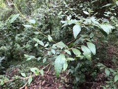 Acalypha eremorum