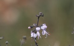 Ocimum burchellianum