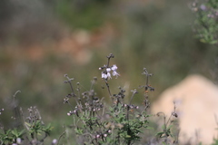 Ocimum burchellianum