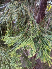 Calocedrus decurrens