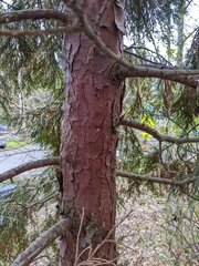 Calocedrus decurrens