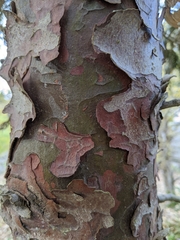 Calocedrus decurrens