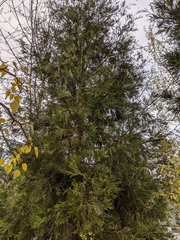 Calocedrus decurrens