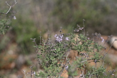 Ocimum burchellianum
