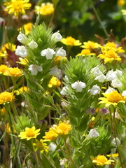 Castilleja rubicundula rubicundula
