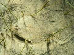 Rhombosolea tapirina