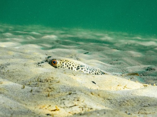 Smooth toadfish (Tetractenos glaber) — Tetraodontidae — 4