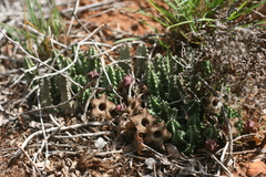 Huernia thuretii