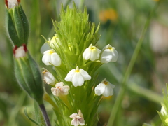 Castilleja rubicundula rubicundula