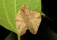 Blasticorhinus rivulosa