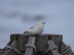 Plectrophenax hyperboreus