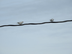 Plectrophenax hyperboreus