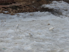 Plectrophenax hyperboreus