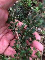 Phyllanthus microcladus