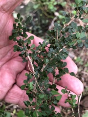 Phyllanthus microcladus