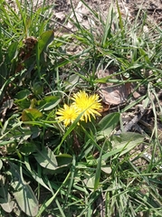Taraxacum officinale