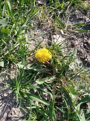 Taraxacum officinale
