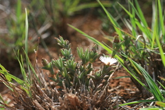 Trichodiadema orientale