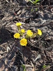 Tussilago farfara