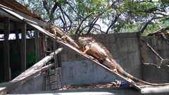 Iguana iguana