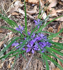 Iris rossii