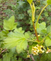 Ribes fasciculatum