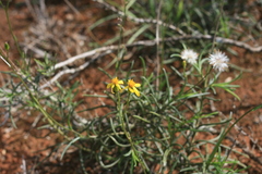Senecio crassiusculus