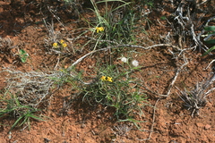 Senecio crassiusculus