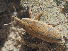 Lixus myagri