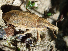 Lixus myagri