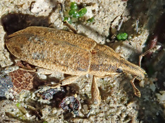 Lixus myagri