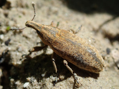 Lixus myagri