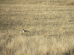 Spermophilus erythrogenys