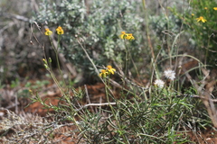 Senecio crassiusculus