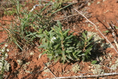 Delosperma uitenhagense