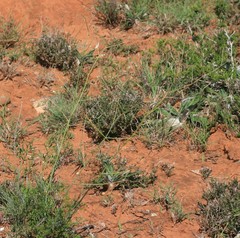 Anginon rugosum
