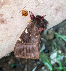 Paradirphia talamancae