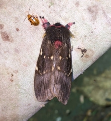 Paradirphia talamancae