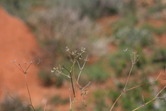 Anginon rugosum