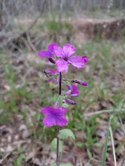 Lunaria annua