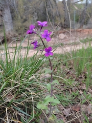 Lunaria annua