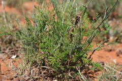 Anginon rugosum