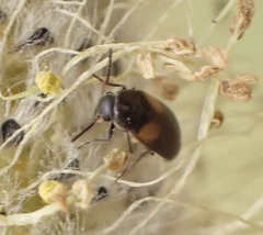 Anaspis fasciata