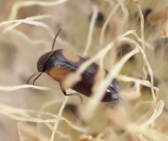 Anaspis fasciata