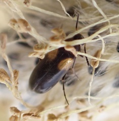 Anaspis fasciata